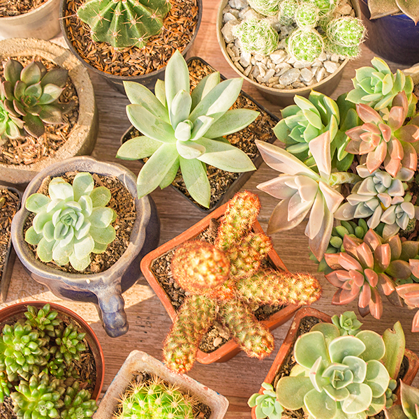 plantas pendentes para casa