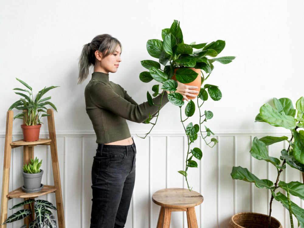 como cuidar de plantas em apartamento