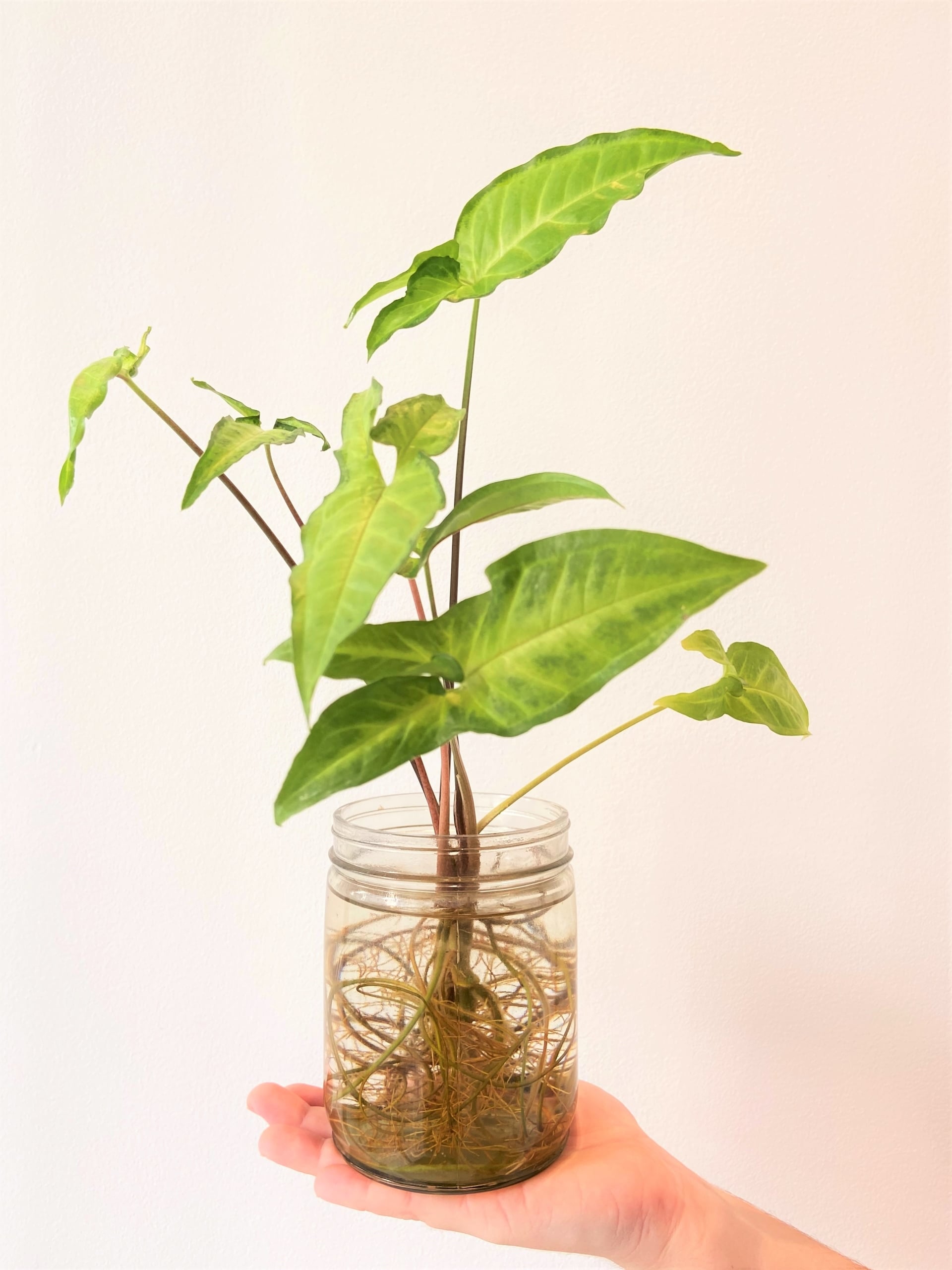 plantas que atraem boa sorte