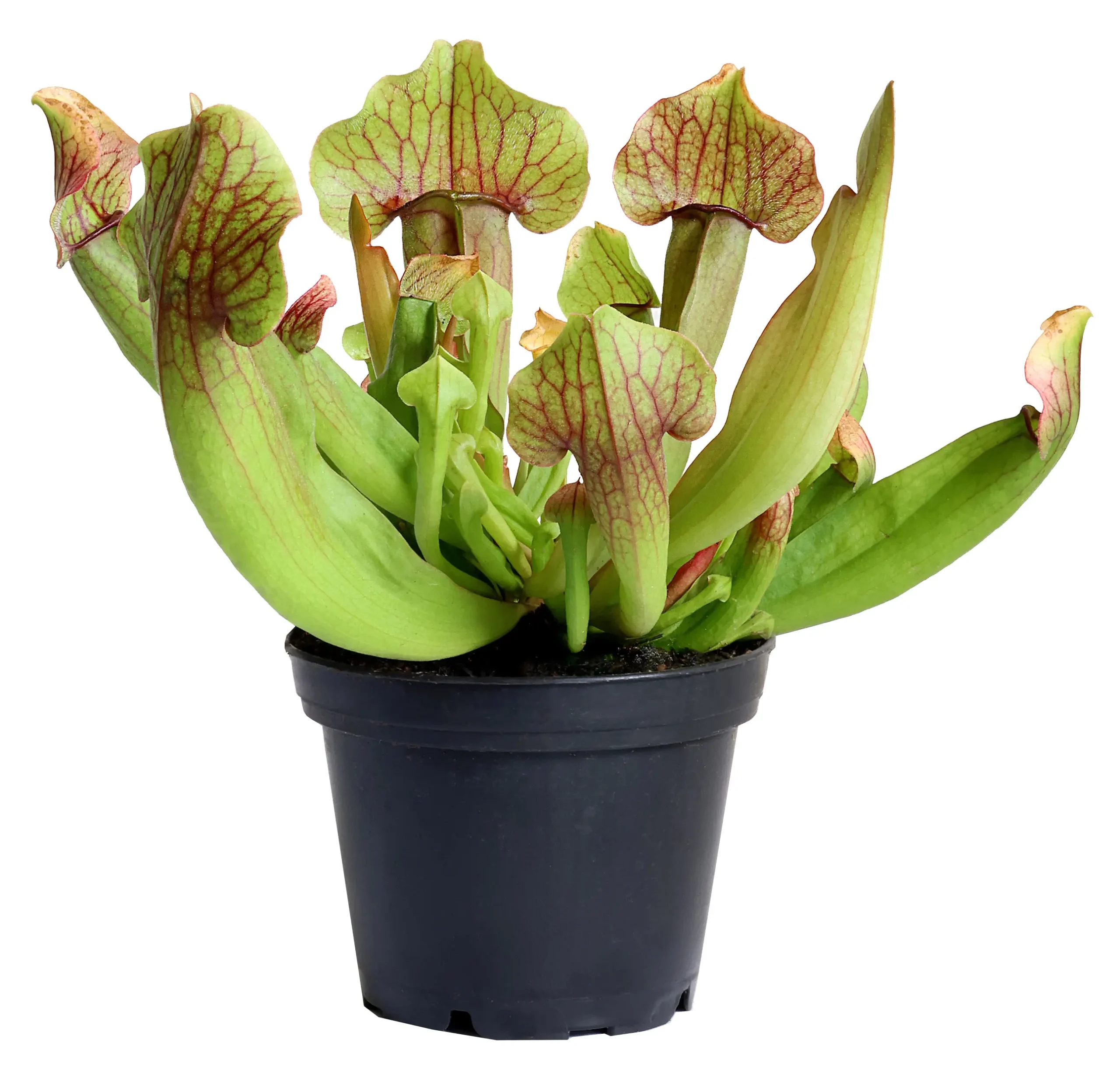 plantas trombeta