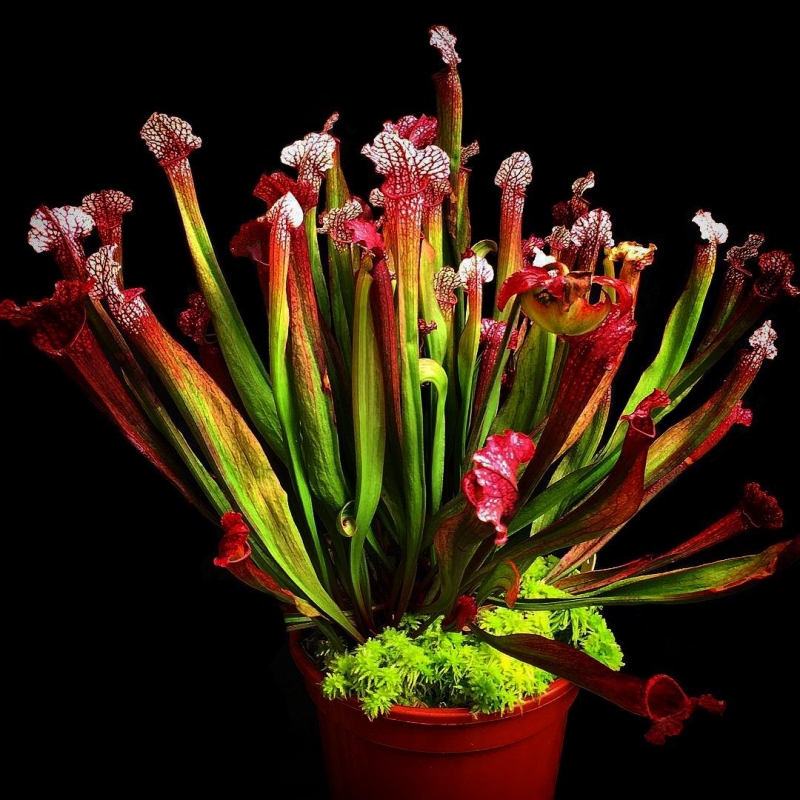 plantas carnívoras cultivo
