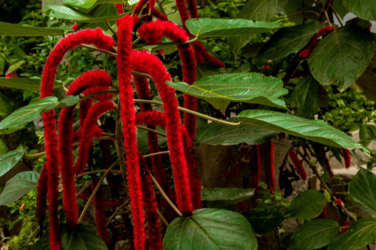 Cacto macarrão