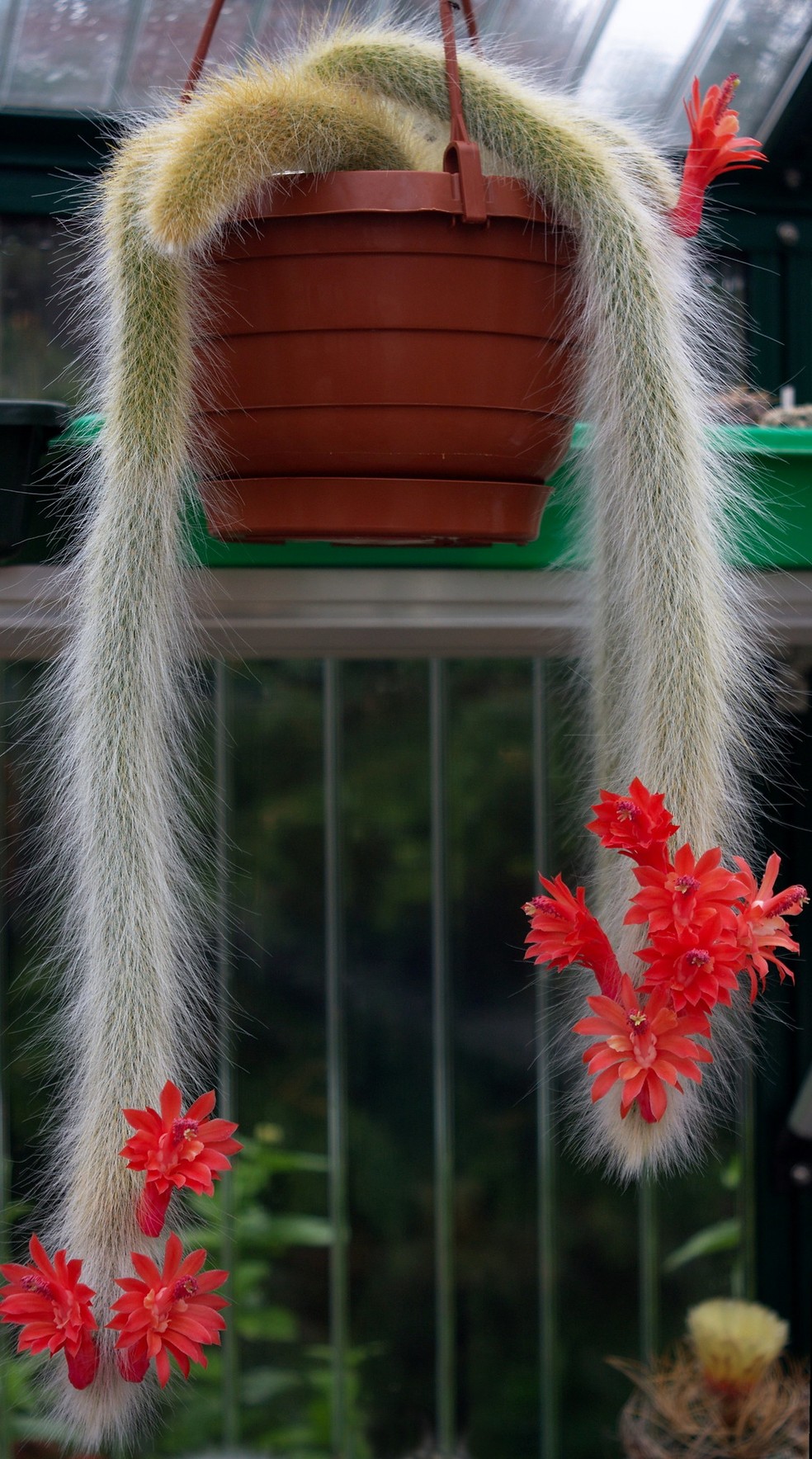 Cacto peludo