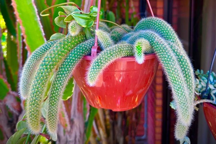 Planta rabo de macaco