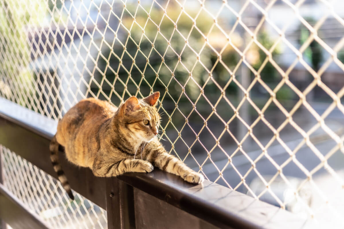 tela de segurança para gatos