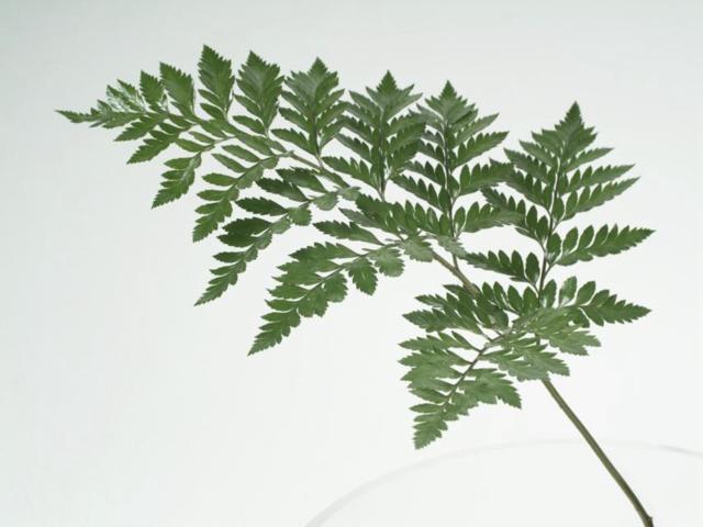 tipos de folhagens para decoração