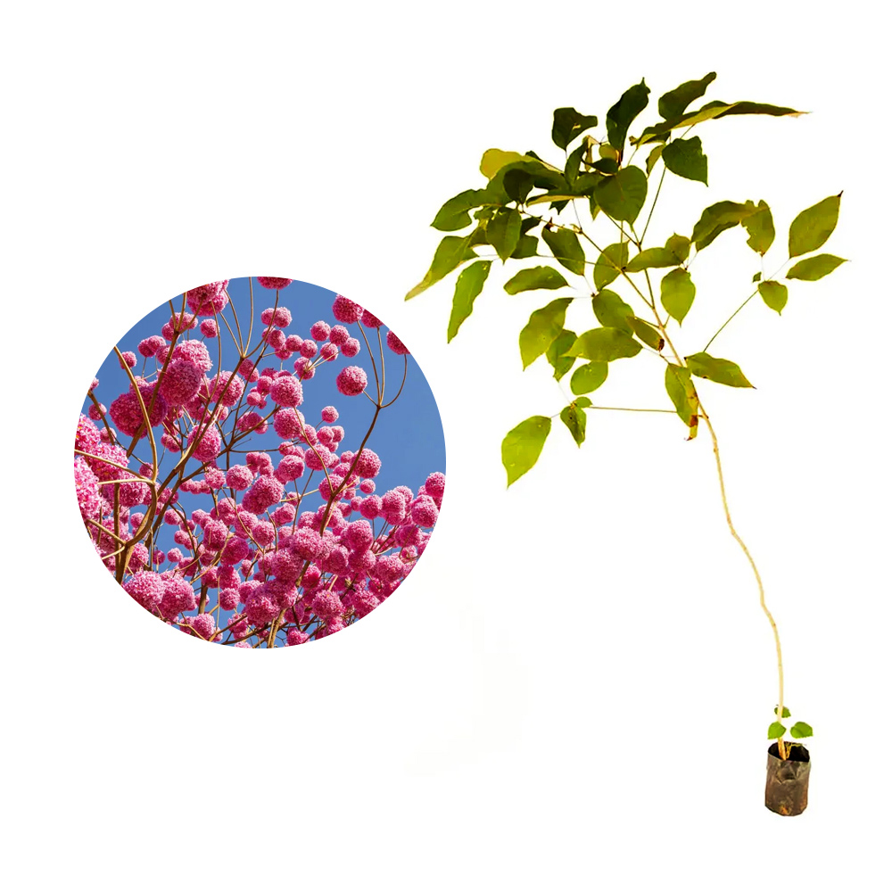 como cultivar ipê em vaso