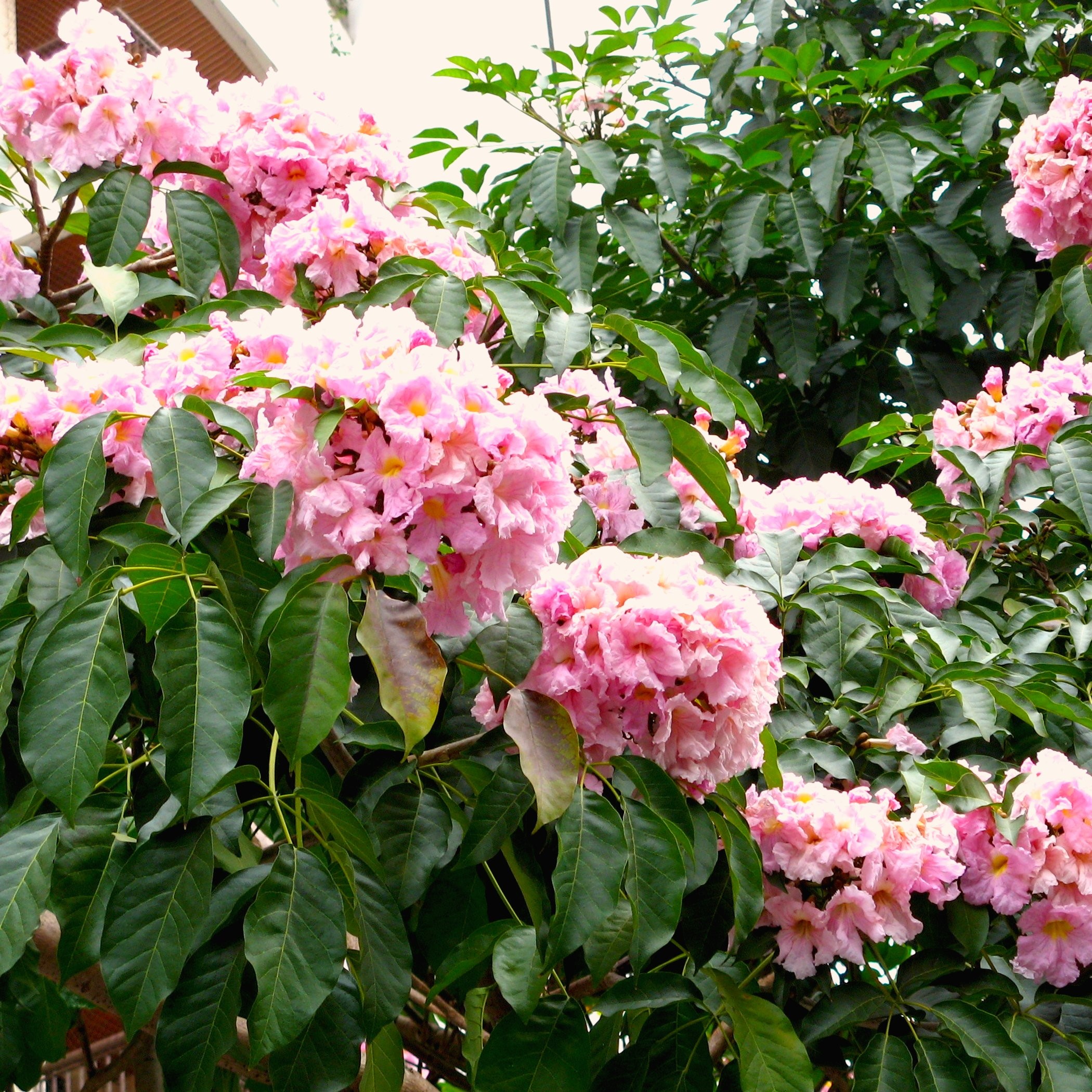 alternativas ao ipê rosa para espaços pequenos