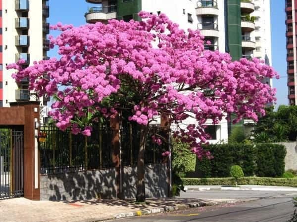 poda de formação para ipê