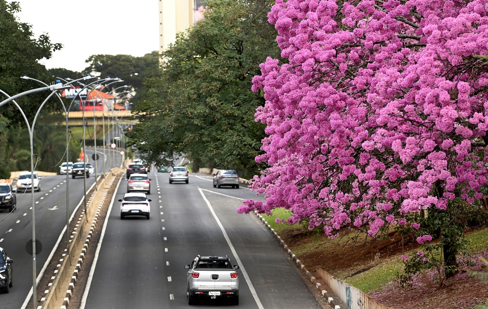 árvores pequenas para jardim residencial