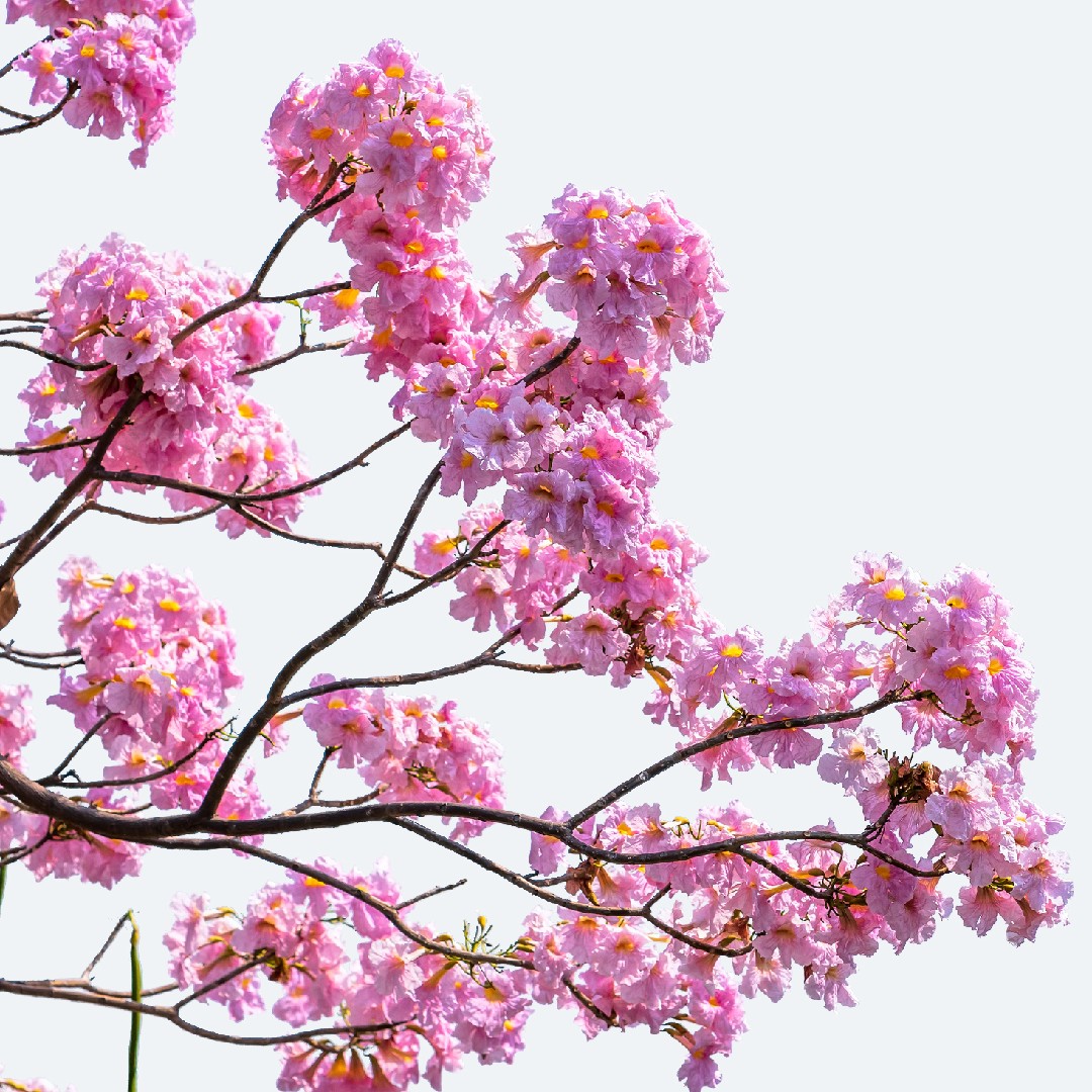 alternativas ao ipê rosa para espaços pequenos