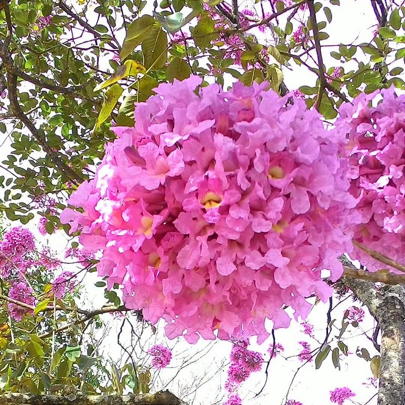 alternativas ao ipê rosa para espaços pequenos