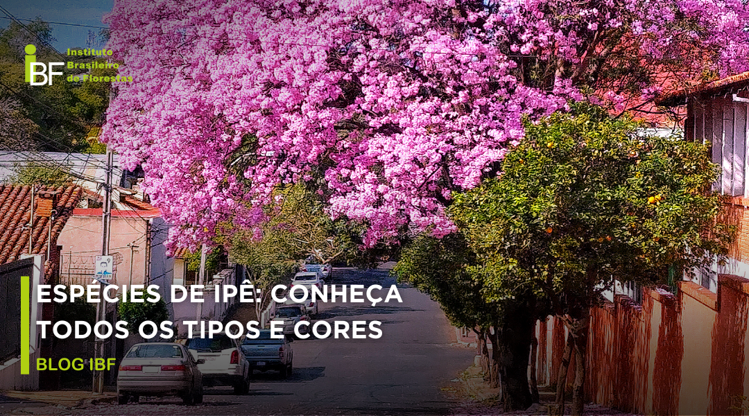 como cultivar ipê em vaso