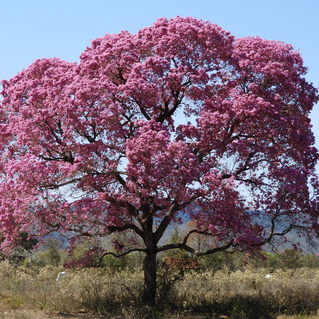 ipê-de-jardim flores rosadas