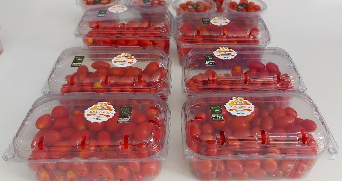 tomate cereja em vaso