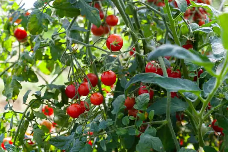 cultivar tomate cereja
