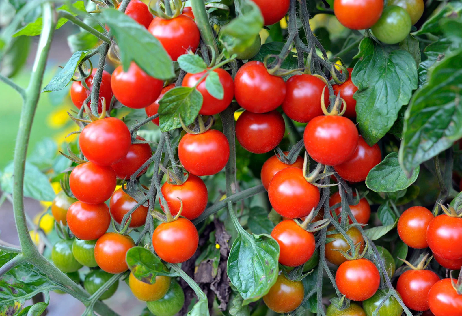 benefícios tomate cereja
