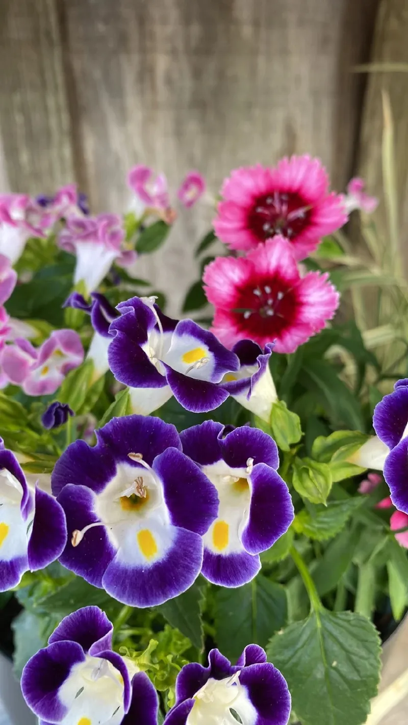 flor-desuspiro