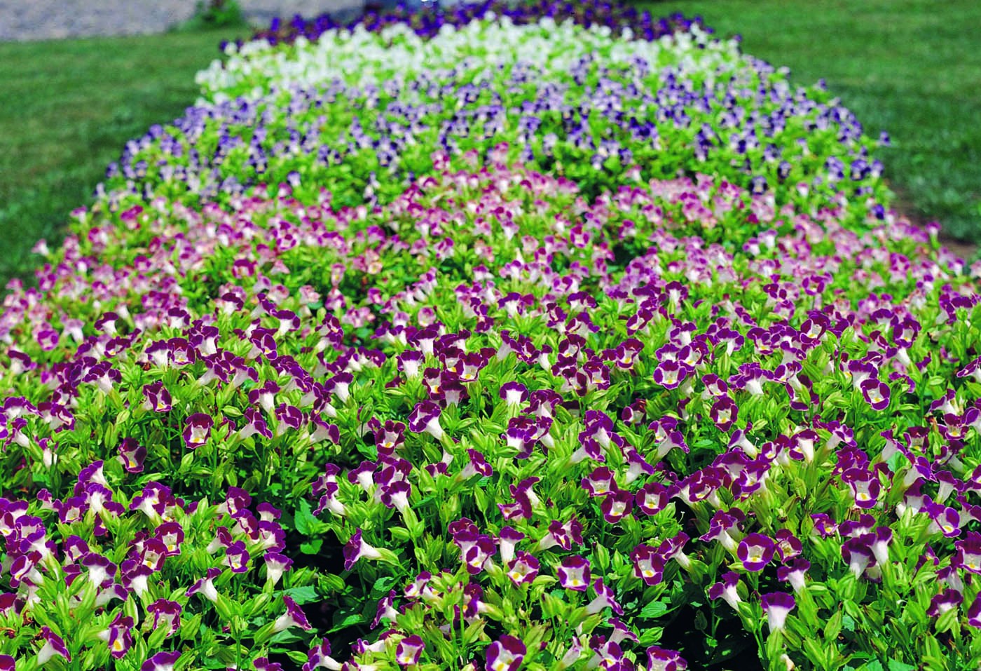 plantas anuais coloridas