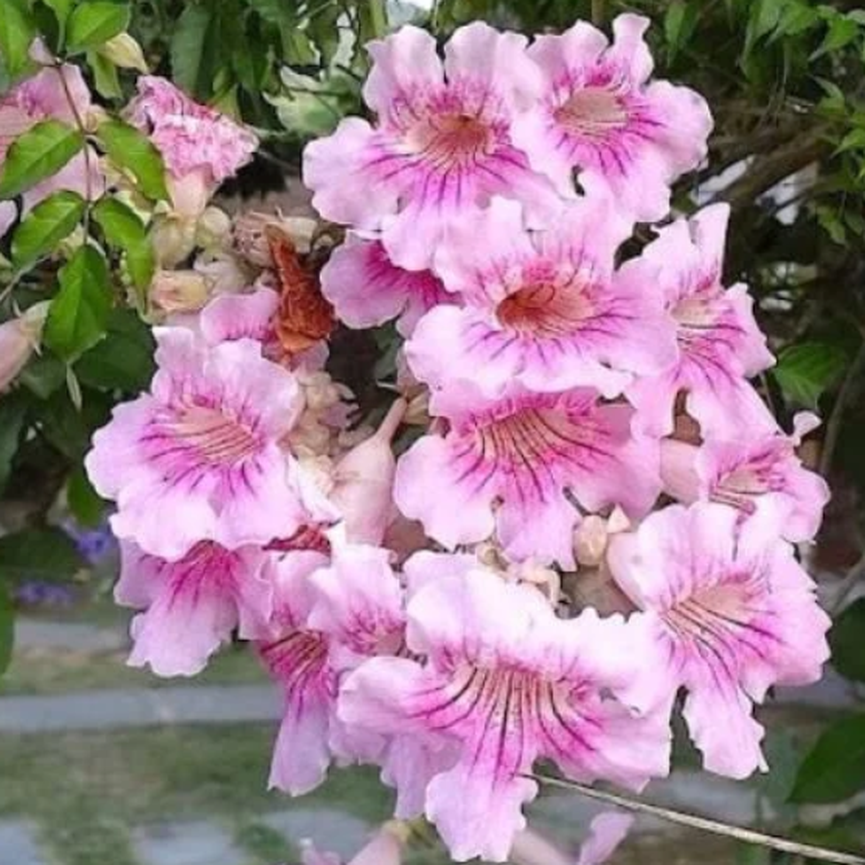 Podranea ricasoliana