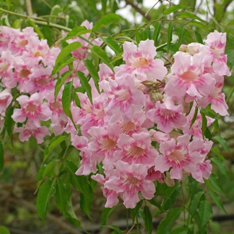 bignônia rosa
