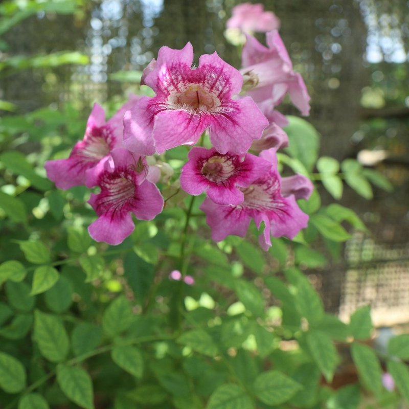 trombeta chinesa
