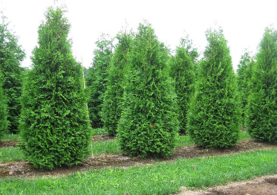 cupressus macrocarpa preço