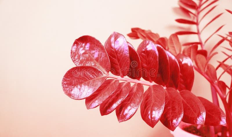 zamioculca flor branca
