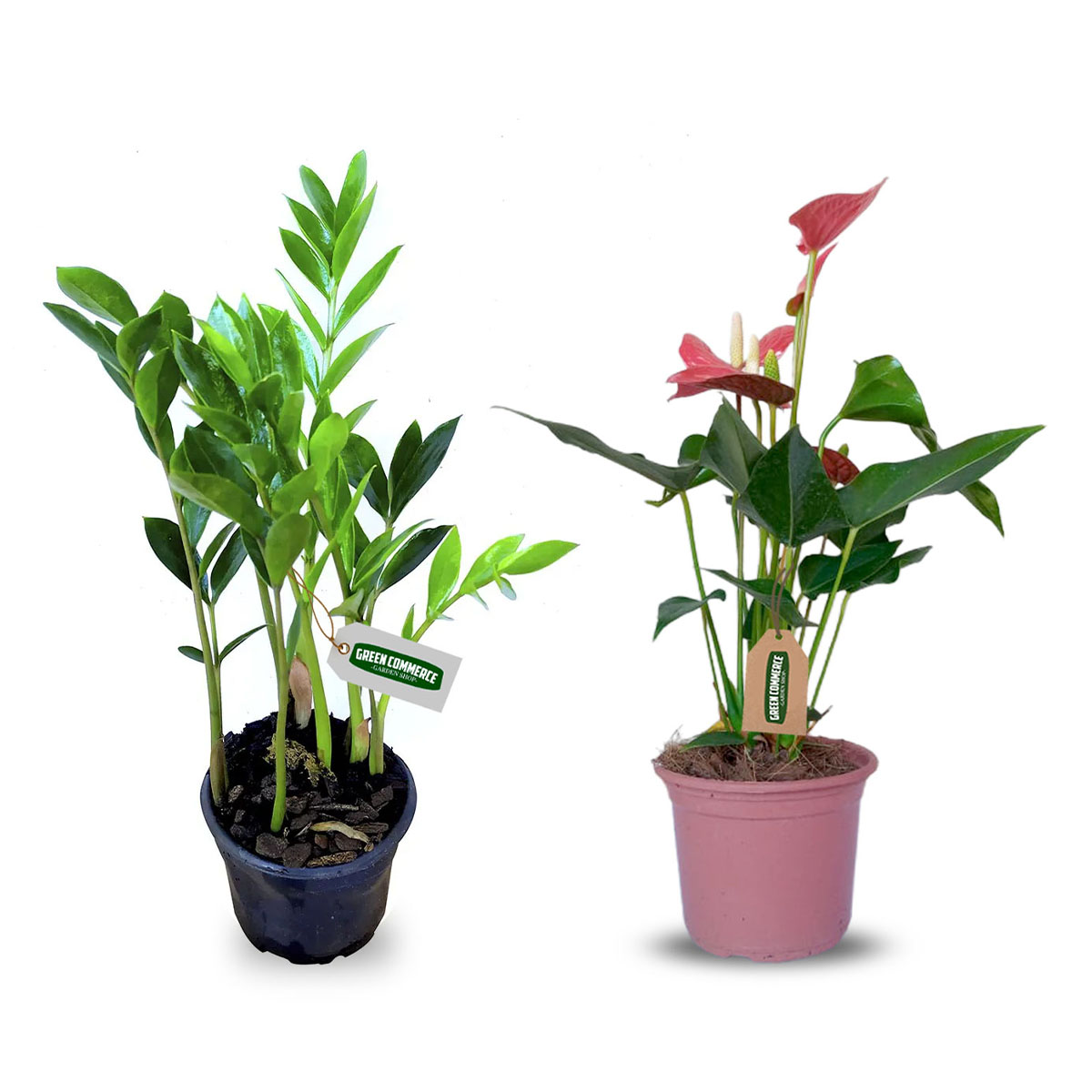 zamioculca flor verde