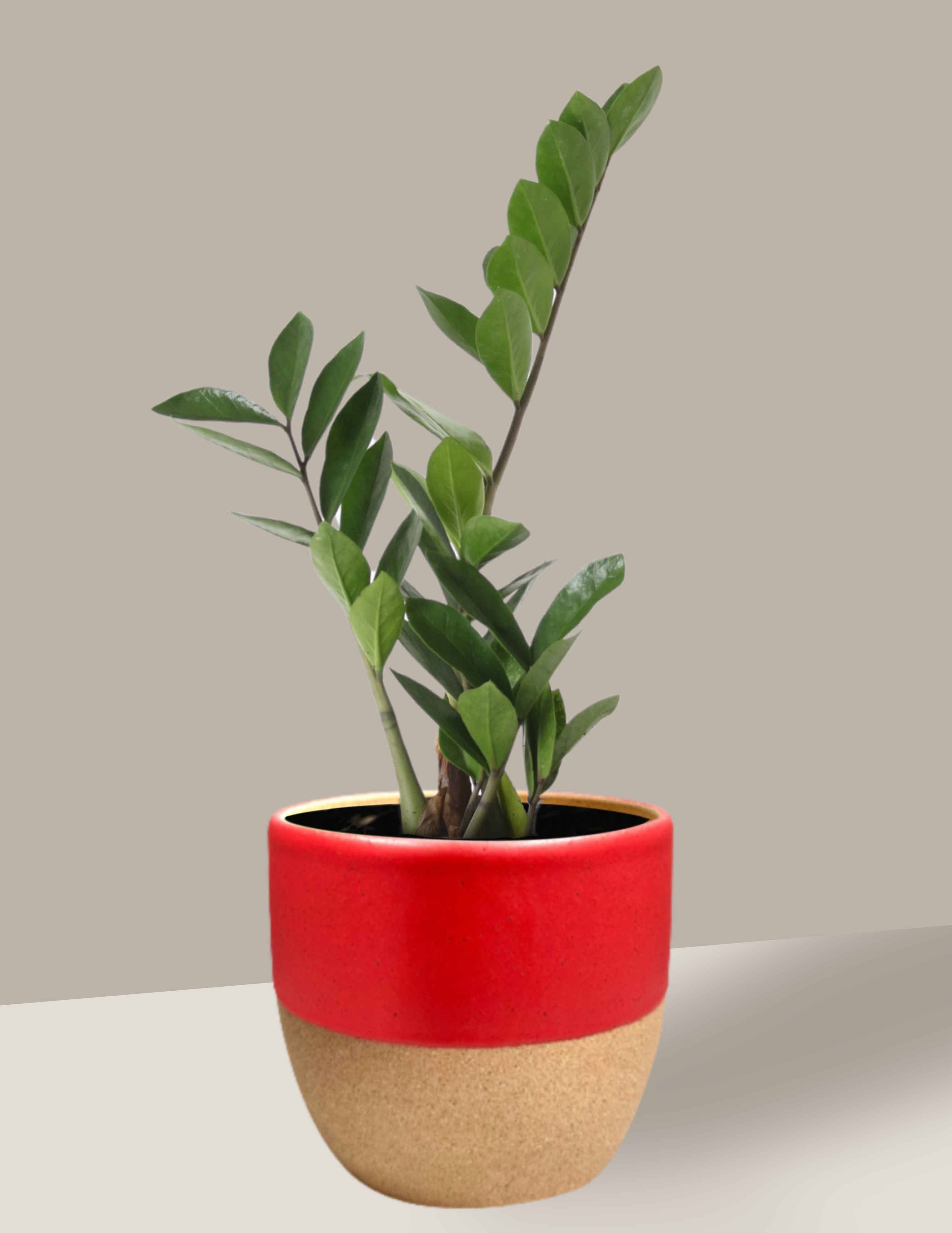 zamioculca floração