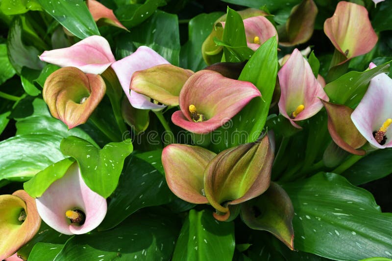 arum lily
