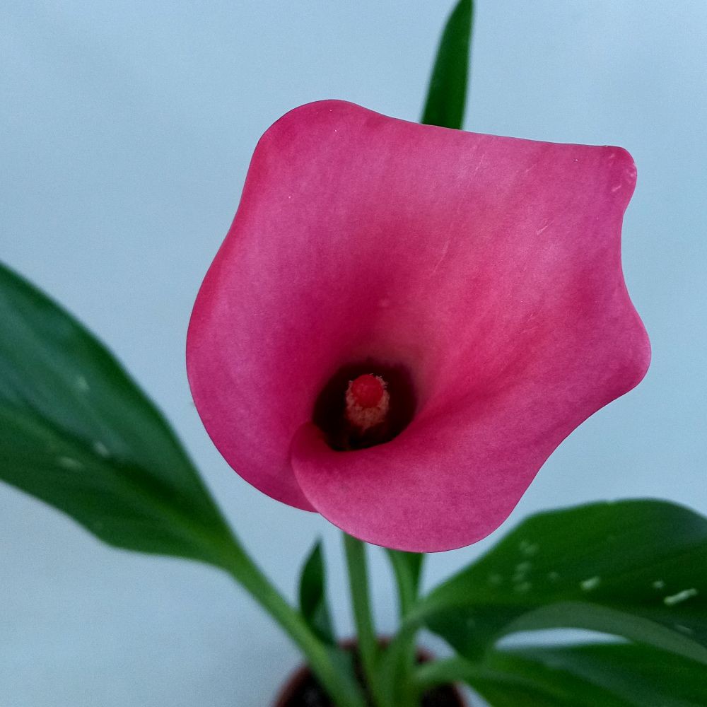 zantedeschia aethiopica